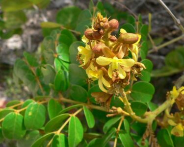 latakaranj ghana 500tab upto 20% off free shipping chaitanya pharmaceuticals 1 Caesalpinia_bonduc_inflo