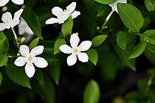 Holarrhena antidysenterica